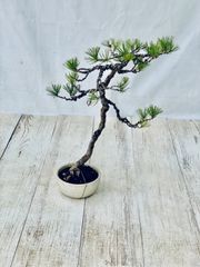 赤松　盆栽　あかまつ