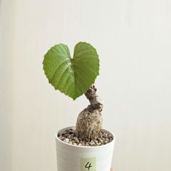 ④〚 アンペロシッサス・マルティニ 〛Ampelocissus Martini Wild Grape 塊根植物 コーデックス