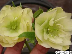 2024年最新】植物 苗 通販の人気アイテム - メルカリ