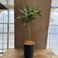 ドラセナ ホワイト ワーネッキー Dracaena warneckii ① 現品 観葉植物 観葉 植物 珍しい レア 希少 インテリア プレゼント おしゃれ かわいい  おうち時間 グリーン 斑入り 斑