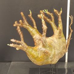 J573【最新到着】Pachypodium　グラキリス（L）（現地球・抜き苗）【塊根植物】パキポディウム　グラキリス