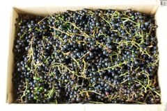 山ぶどう３ｋｇ（野生）　長野県産　９月下旬前後～出荷　【配送地域限定品】　普通便