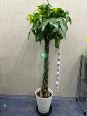 2025年最新】パキラ 観葉植物 10の人気アイテム - メルカリ