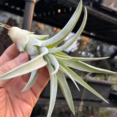 チランジア ハリシー × キセログラフィカ Tillandsia harrisii