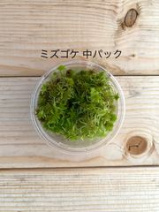 栽培ものミズゴケ 中パック 有福MOSS