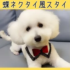 犬用スタイ　蝶ネクタイ　犬服　正装　ドッグウェア　お誕生日・結婚式・お祝いごとに♪