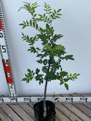 強い山椒苗 /スーパー朝倉山椒5号接木苗・強健台木