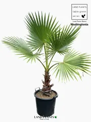 2025年最新】ワシントンヤシの人気アイテム - メルカリ 