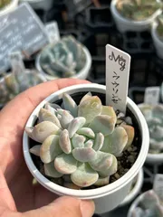 ラウル錦 カット苗 多肉植物 ラウル錦 カット苗 多肉植物