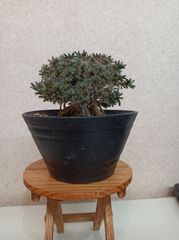 ② 大苗　トリコディアデマ　紫晃星　デンサム　抜き苗