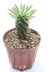 怪魔玉 ユーフォルビア 2号ポット トウダイクサ科 多肉植物 根付苗 多肉永遠
