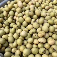 うす青大豆　2kg 兵庫県産　農家直送！！