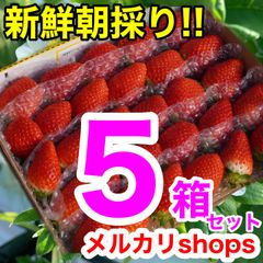 ｢SALE｣たっぷり5箱🍓｢複数割引｣かんちゃん農園 甘いいちご 苺 イチゴ