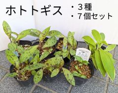 【処分価格】７苗セット　ホトトギス　青竜　白花　斑入り　３種まとめ売り