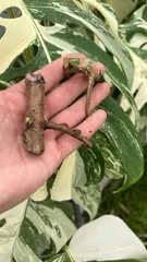 chimera様専用お得な極上茎【発根済み】斑入り モンステラ ホワイトタイガー Variegated monstera white tigerjing