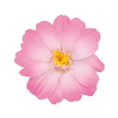 【新品・5営業日で発送】大地農園 EARTH MATTERSジニア・小・グラデーション ホワイトピンク (03464-100)