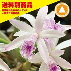 洋蘭 L lundii