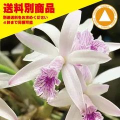 洋蘭 L lundiiのサムネイル