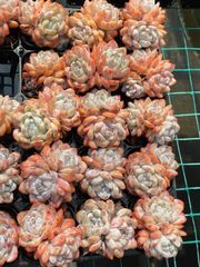 抜き苗 マリリン MY32×40株 ふっくら 多肉植物 エケベリア サボテン 韓国苗 新入荷
