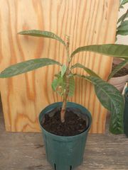 イチオクノホシ様❣️お取置き専用ページ 果樹苗（実生・挿し木）