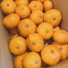 みかん　無農薬みかん　５キロ　箱の重さ込み　晩生　静岡