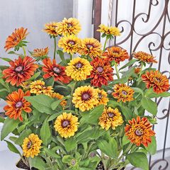 花苗 ルドベキア サハラ 3号 アンティーク 耐寒性多年草 おしゃれ 夏 庭
