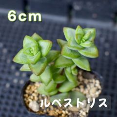 多肉植物　クラッスラ　ルペストリス