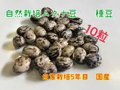 ■国産ムクナ豆■　令和6年度　収穫　自然栽培　八升豆　種豆　10粒