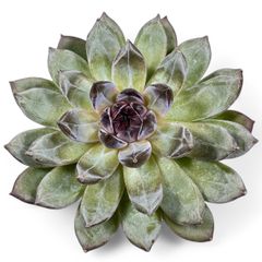 新入荷