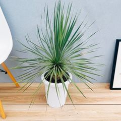 ［現品］1番　ユッカ　ロストラータ　サファイアスカイズ　8号　観葉植物　レア　屋外　ドライガーデン　珍しい