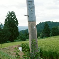 おさきにどうぞ 