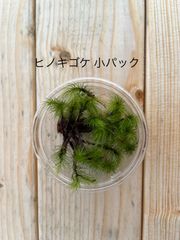 栽培ものヒノキゴケ 小パック 有福MOSS