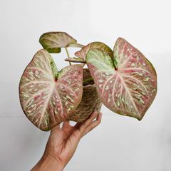 《Caladium カラジウム 》Wan Ang-Kaan 観葉植物 葉色 アロイド