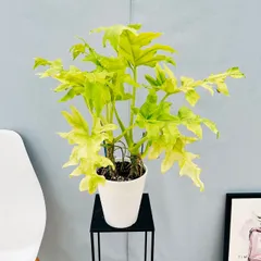 2025年最新】セローム ゴールドリーフの人気アイテム - メルカリ