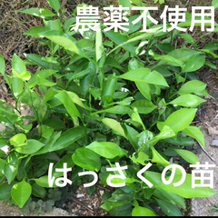 【農薬不使用】はっさくの苗 八朔 抜き苗 アゲハ蝶用に シンボルツリーに☆