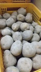 じゃがいも「とうや」5kg 北海道産