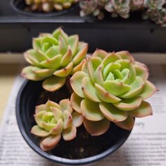 ☆メロン群生　A　多肉植物♪