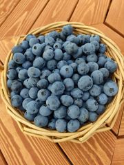 冷凍 ブルーベリー 4キロ 完熟 農薬化学肥料不使用 訳あり 大量 冷凍 ブルーベリー 4キロ 完熟 農薬化学肥料不使用 訳あり 大量 - メルカリ