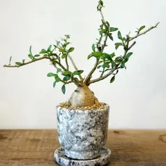 2025年最新】パキポディウム ビスピノーサムの人気アイテム - メルカリ