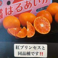 はるあいか5キロ   プリンセス