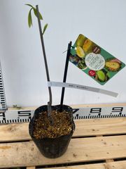 現品 キンコウボク 金厚朴 観葉植物 レア 希少 香水 インテリアグリー