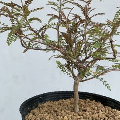 Agave titanota chain アガベ チタノタ チェーンタイプ カキコ