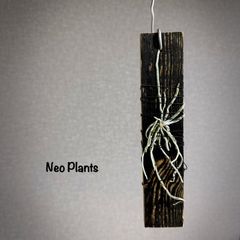 ✔️即購入◎【無葉蘭 キロスキスタ 三河スパイダー】送料無料！#着生蘭#着生植物