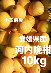 愛媛県産　小玉　宇和ゴールド　河内晩柑　柑橘　10kg