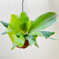 【353A】【第4種郵便発送】ビカクシダ（コウモリラン）アルシコルネ（アルキコルネ）の苔玉