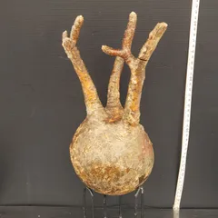 2025年最新】グラキリス ベアルートの人気アイテム - メルカリ