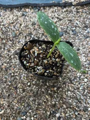 ㊱大きめ苗! 青鬼❣️そわそわ❣️もみじ飴❣️紅手鞠❣️6苗