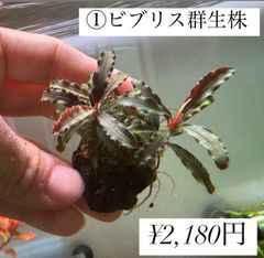 イベント水草　ブセファランドラSP.ビブリス　群生株