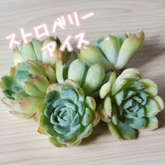【多肉植物】ストロベリーアイス🍓韓国苗❤