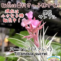 子株＊ チランジア スークレイ(スクレイ) Tillandsia sucrei＊エアプランツ＠フラワーショップ江口
